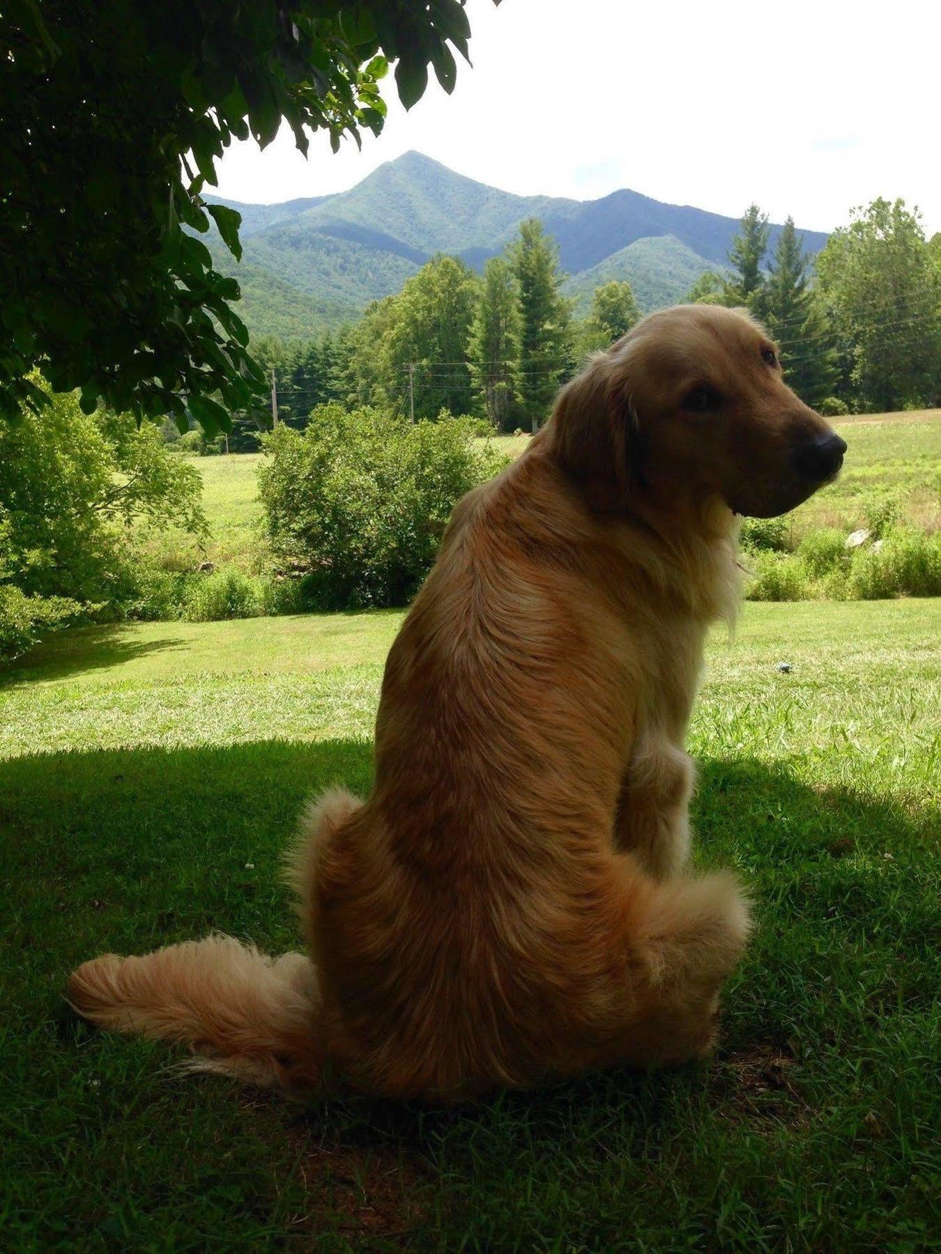 Pisgah View Ranch Hotel Candler Bagian luar foto